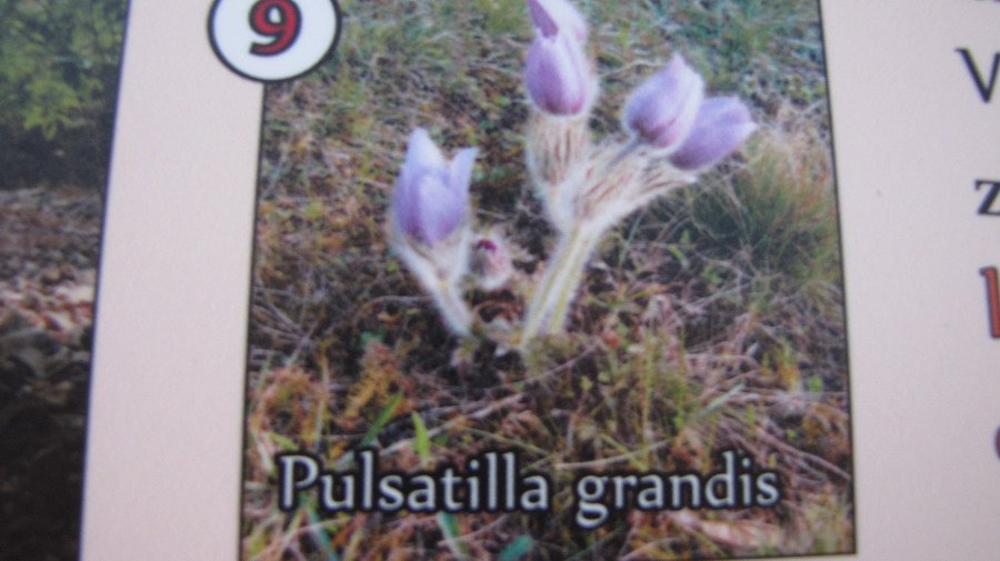 Koniklec velkokvětý (Pulsatilla grandis)