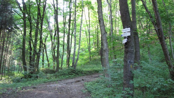 Na tomto rozcestí zvaném "Pod borovinou" nesmíme zapomenout odbočit doprava na lesní cestu, která se drápe vzhůru k hradu Levnov. 
